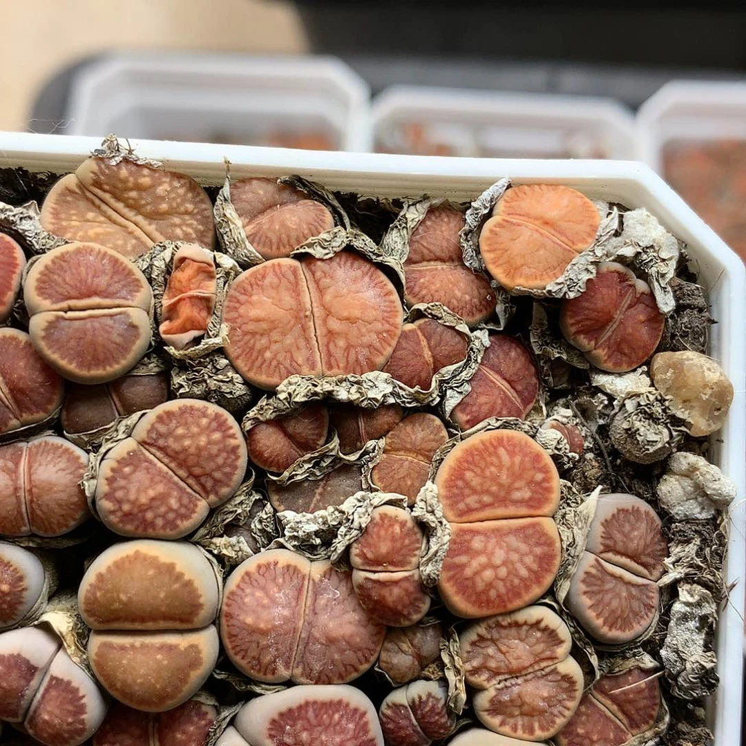 G272多肉植物保护研究所