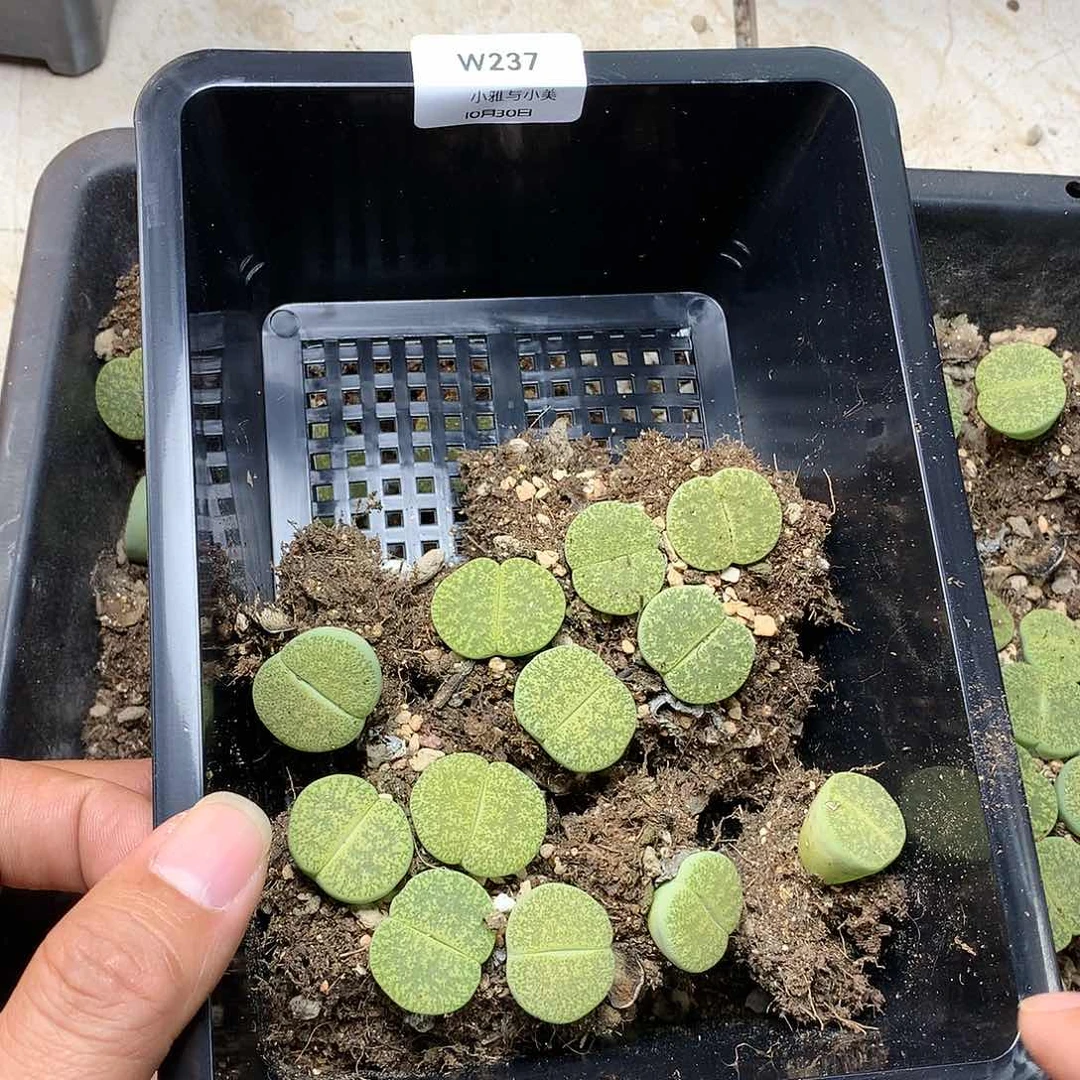 神****W237多肉植物保护