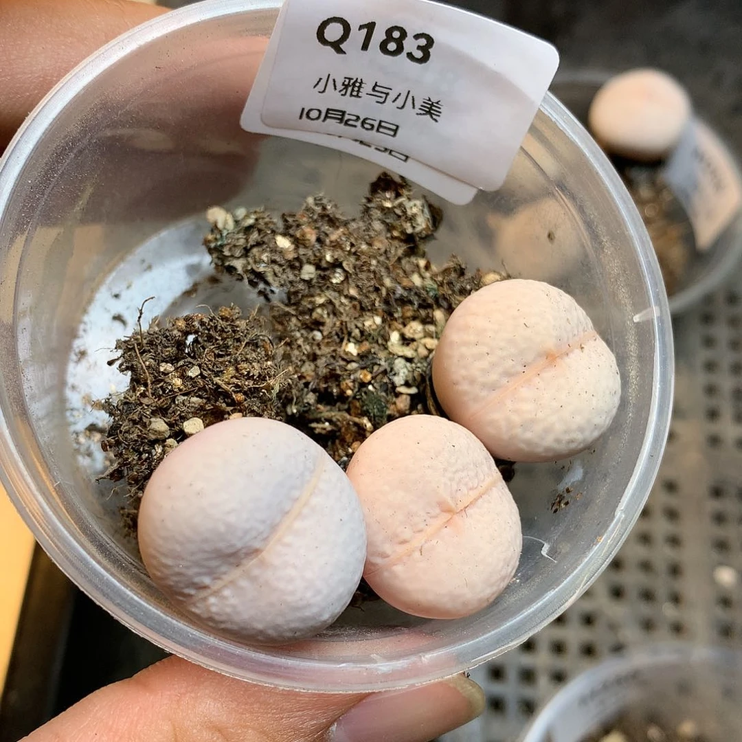 Q183多肉植物保护