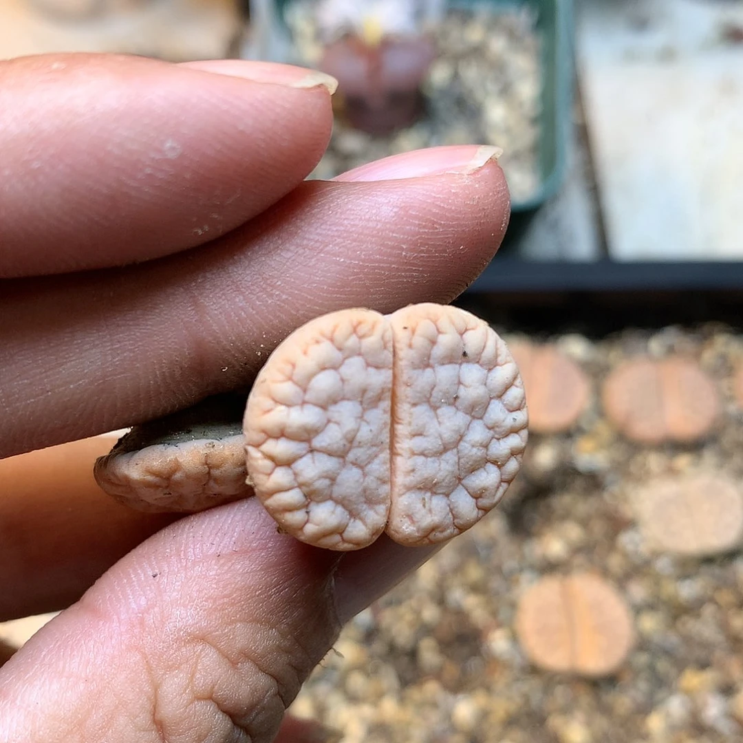 脱****马Q273多肉植物保护
