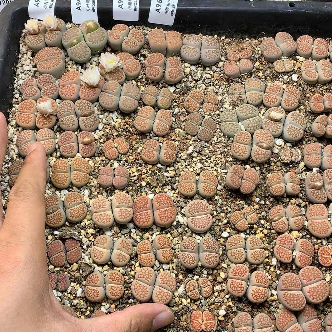 A96多肉植物保护研究所