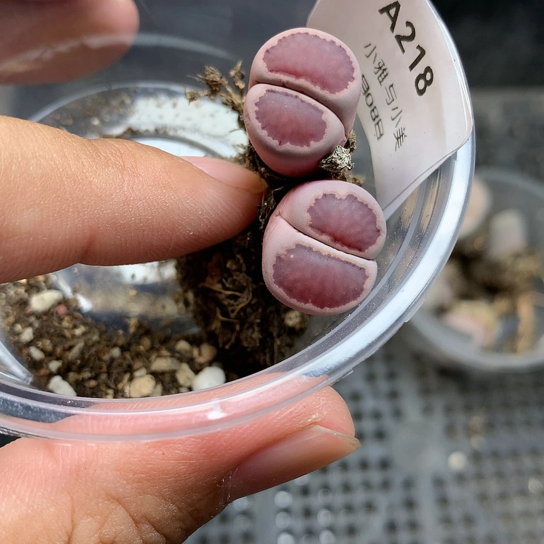 A218多肉植物保护