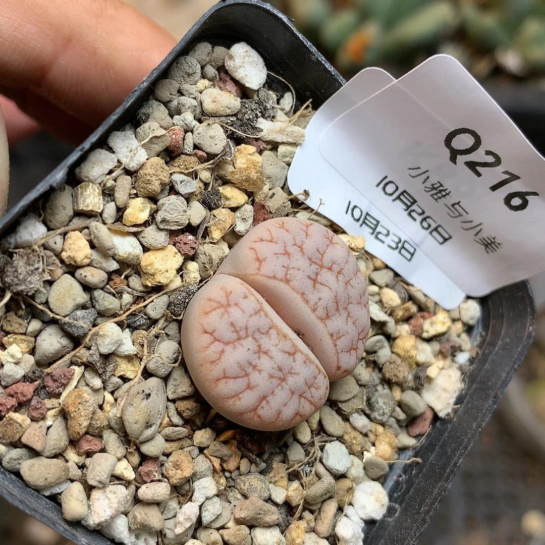 Q216多肉植物保护