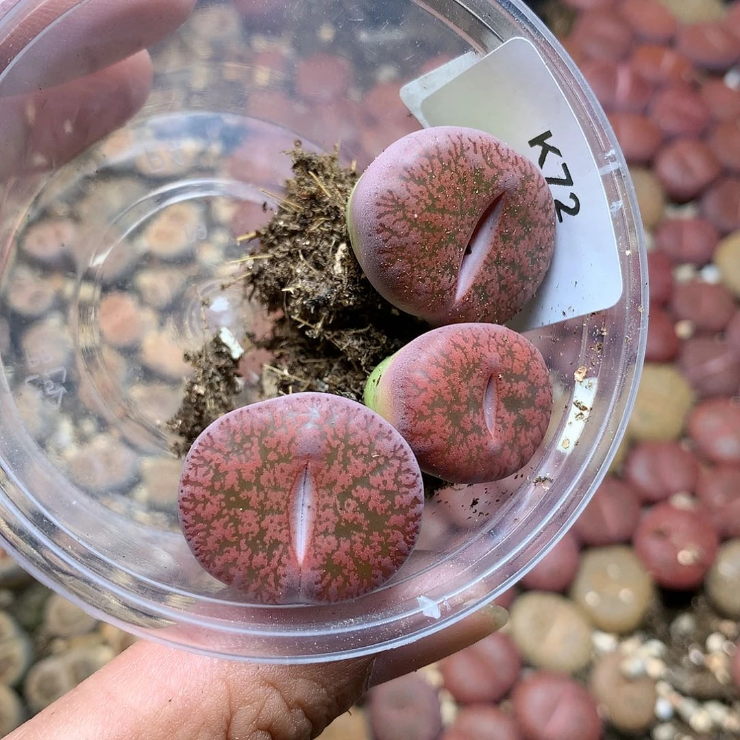 K72多肉植物保护研究所