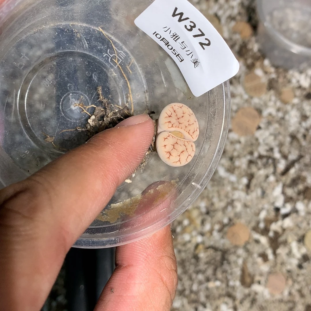 芝*W372多肉植物保护