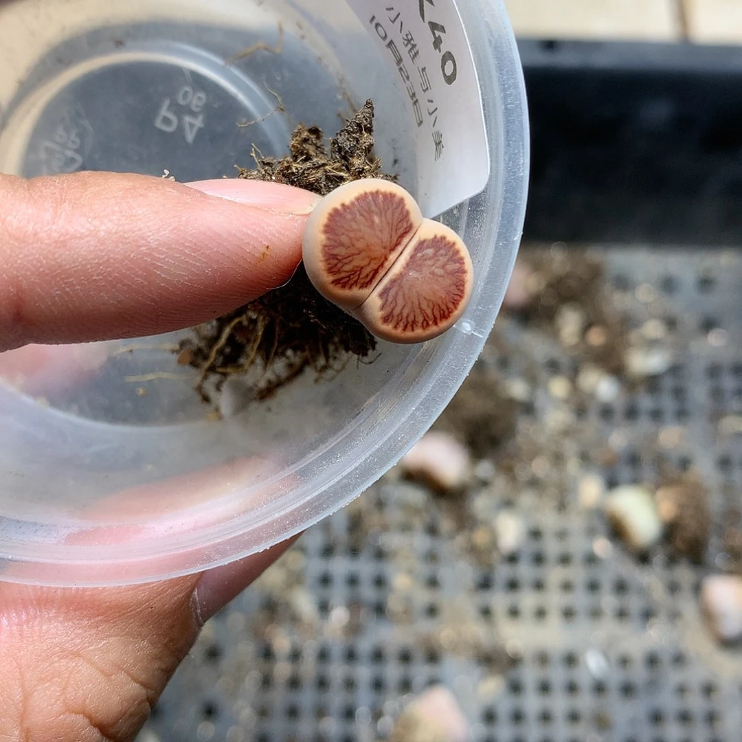 K40多肉植物保护研究所