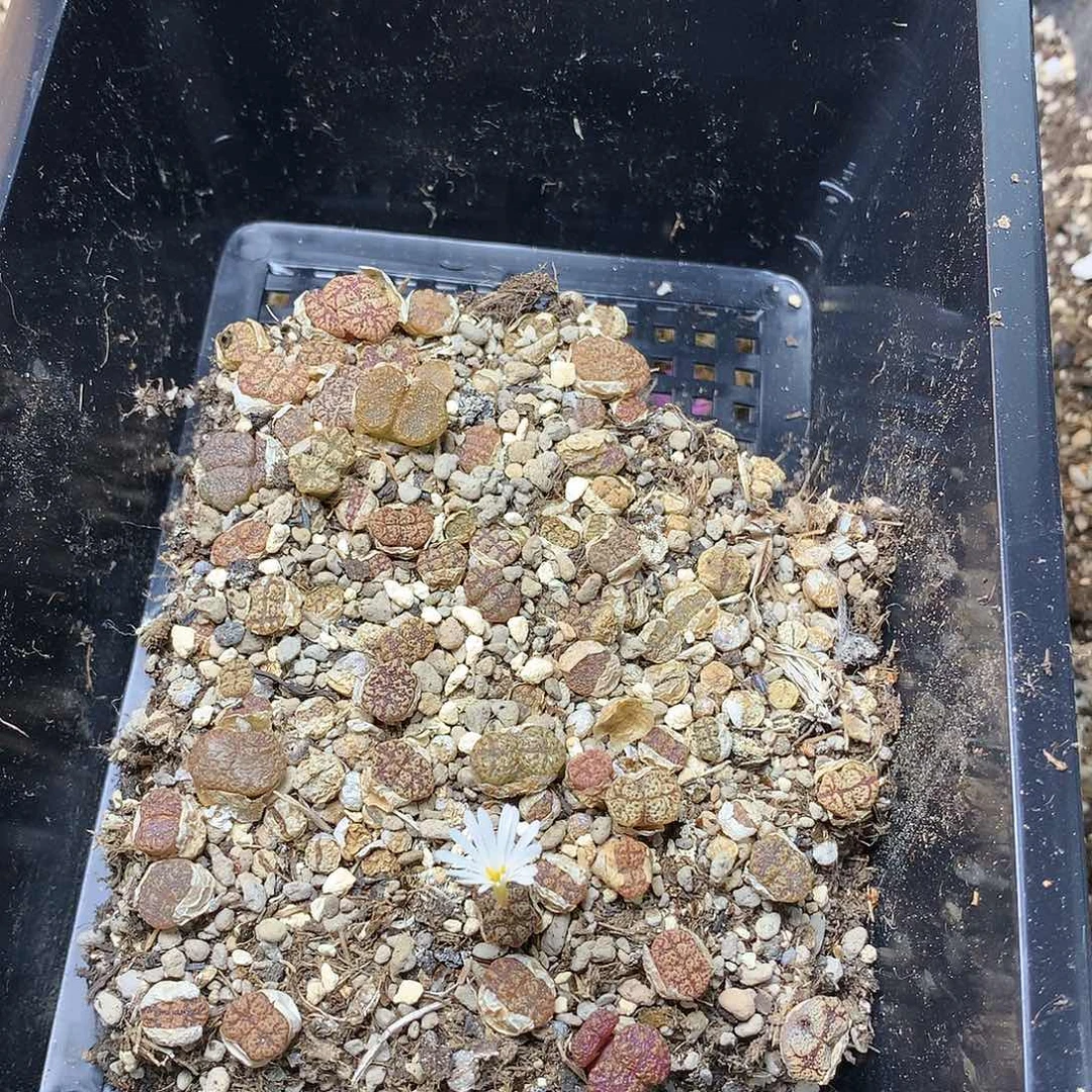 拉***拉M89多肉植物保护研究所