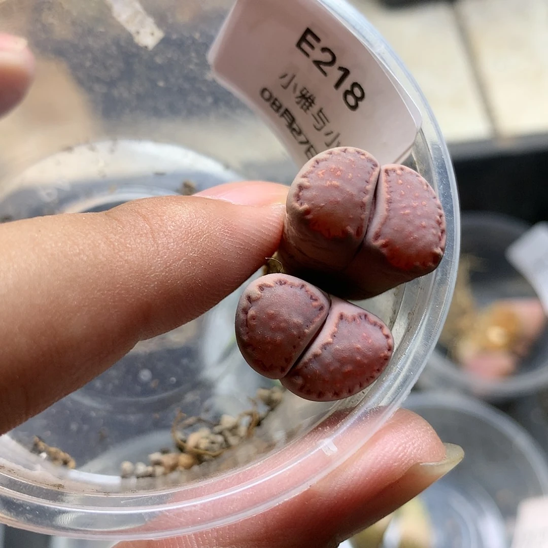 E218多肉植物保护研究所
