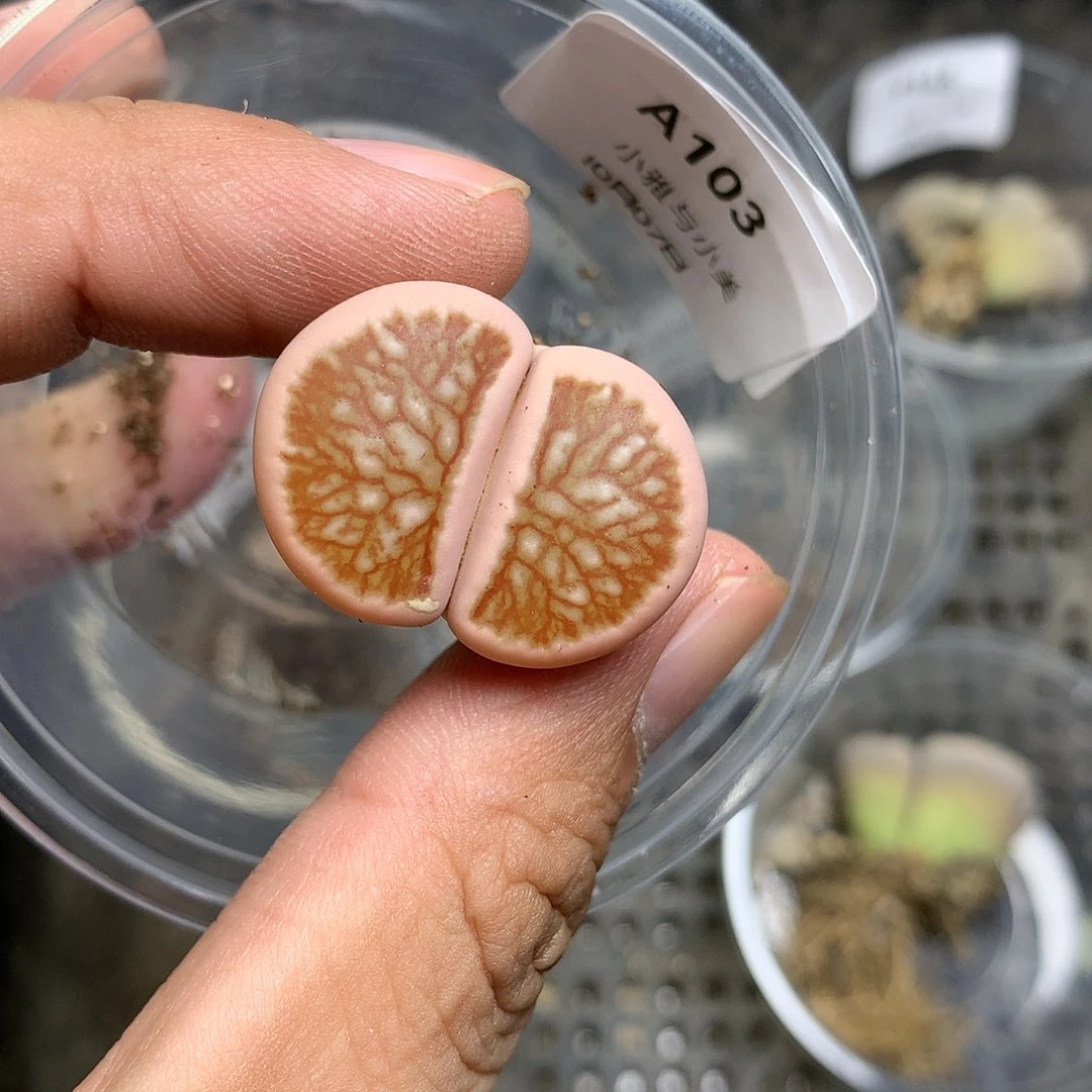 君*A103多肉植物保护