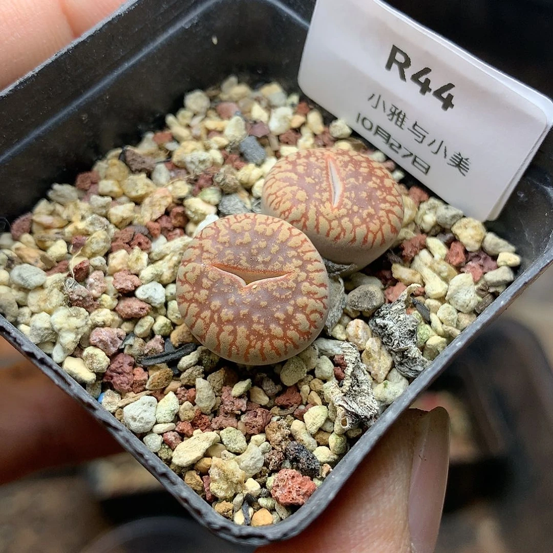 R44多肉植物保护研究所