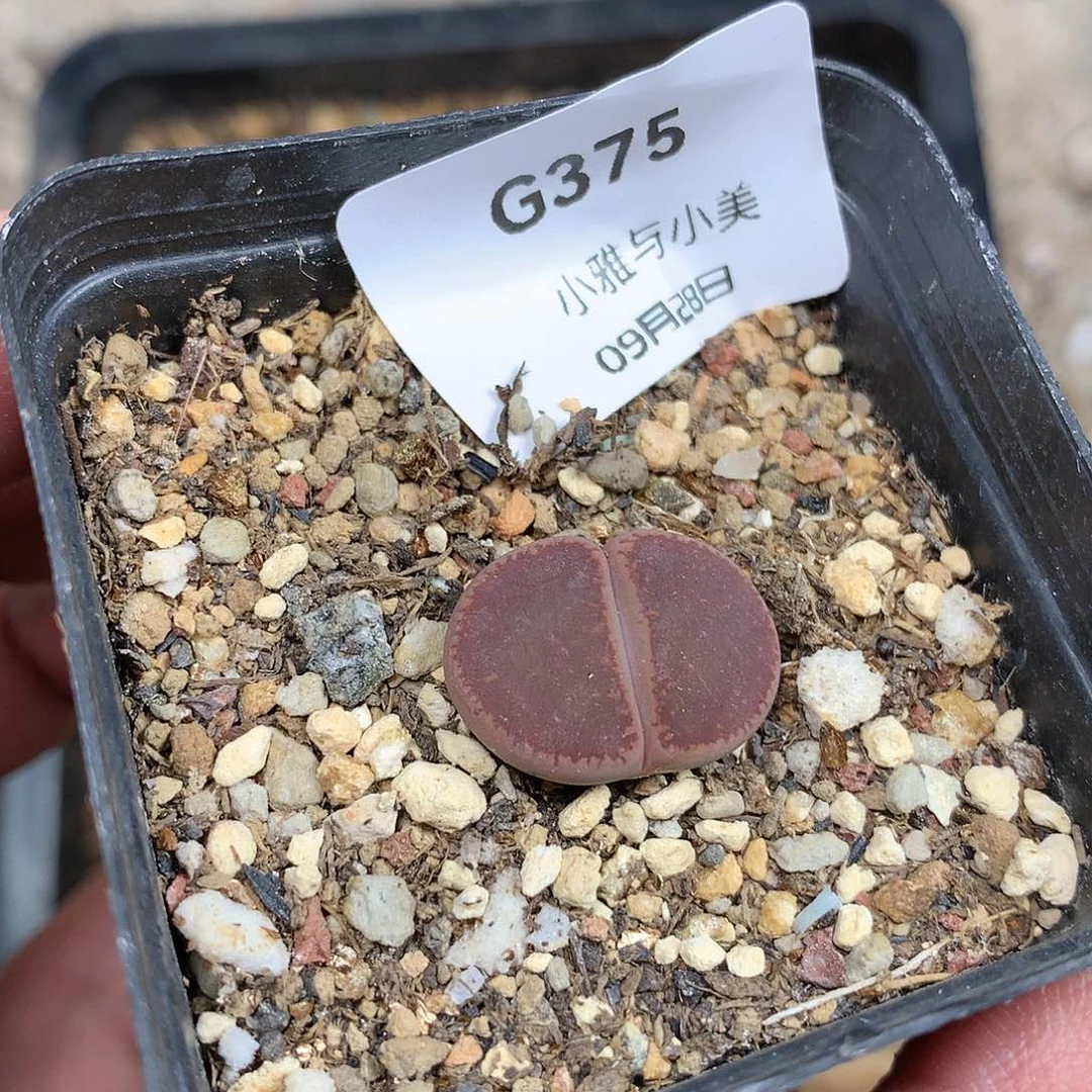 G375多肉植物保护