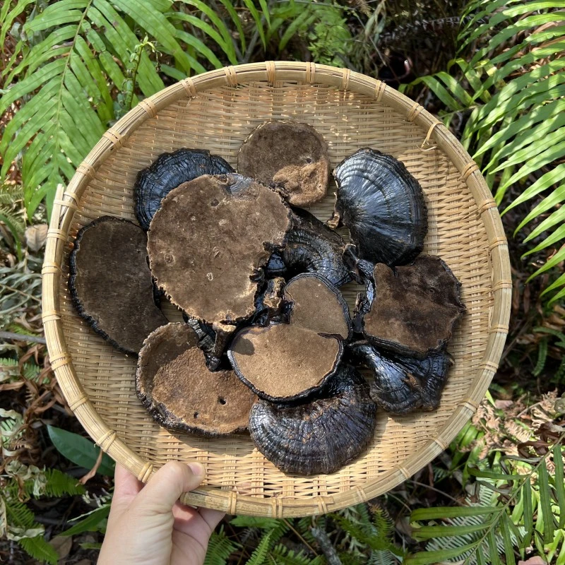 现收高山灵芝 厚肉质整支可切片