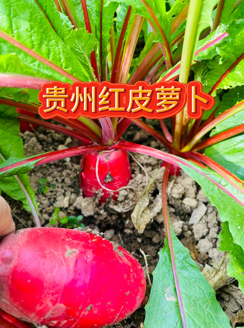 贵州黔东南州凯里红皮萝卜3斤包邮