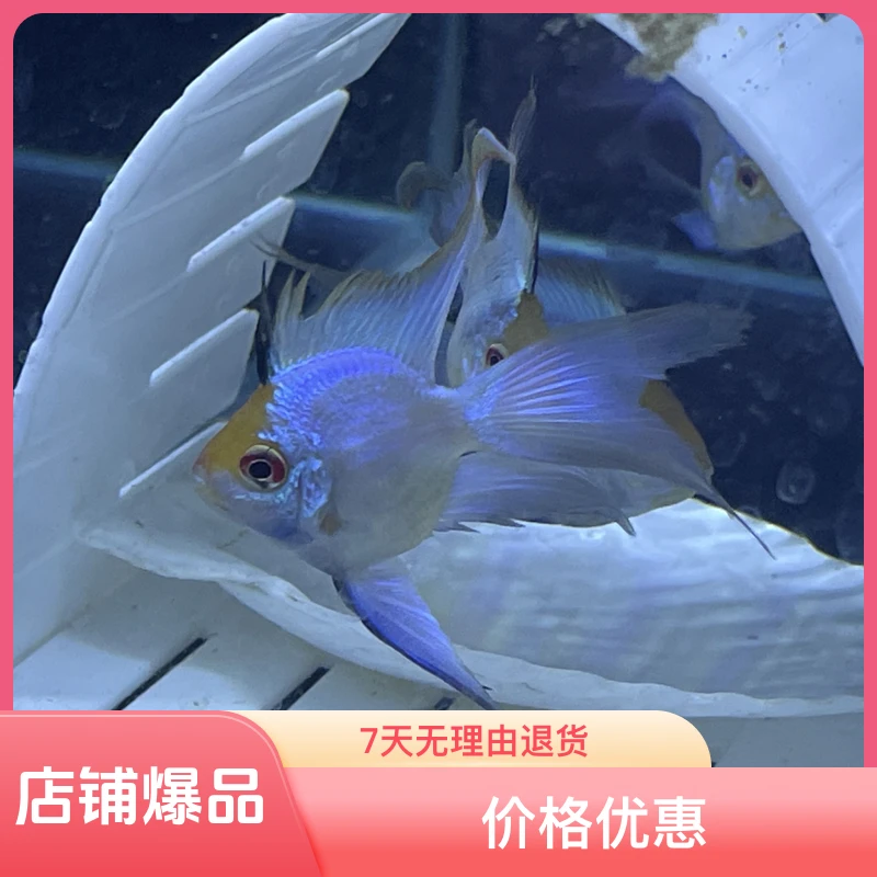 长尾蓝波子热带鱼