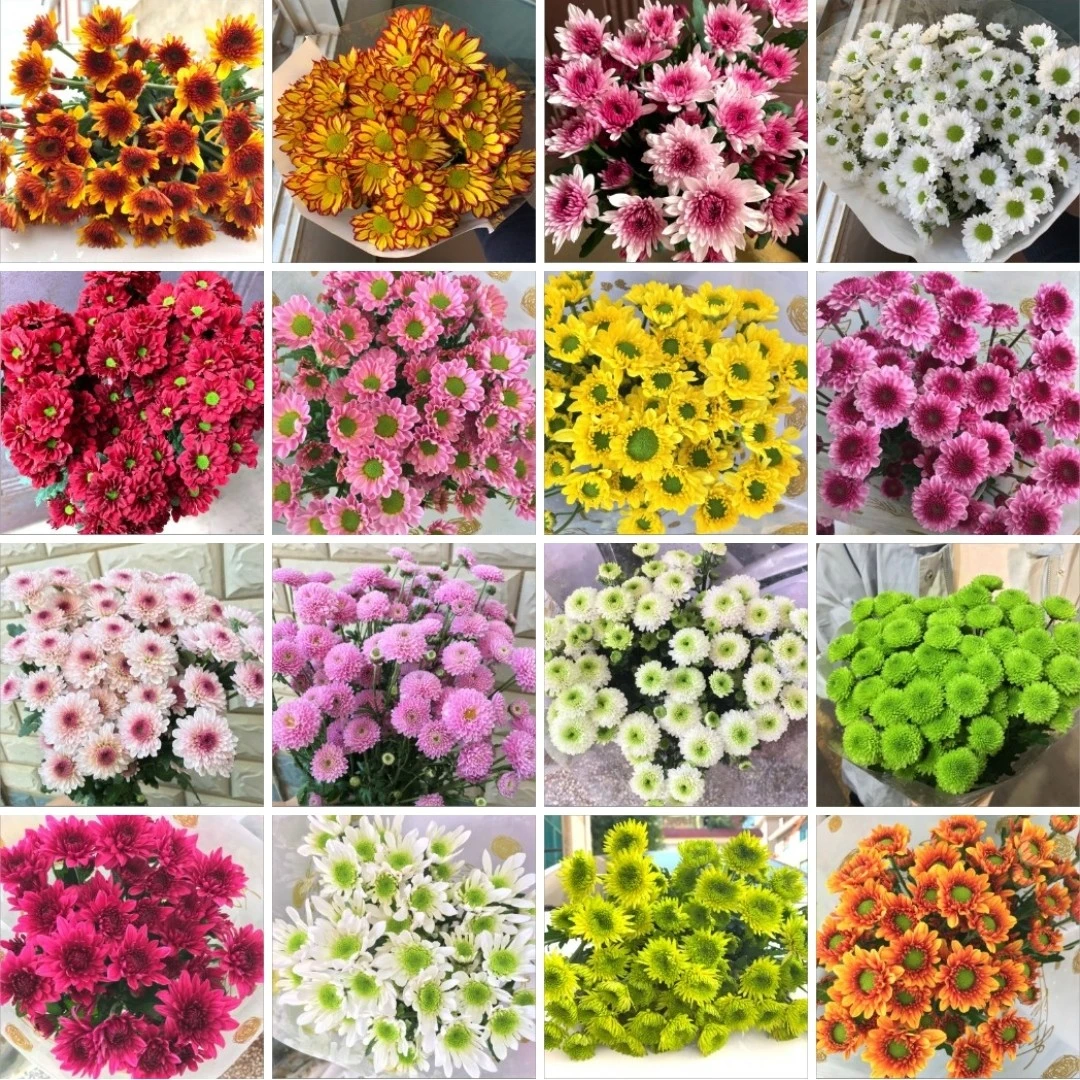 【俊奕鲜花】新鲜小雏菊（3—4）单包邮