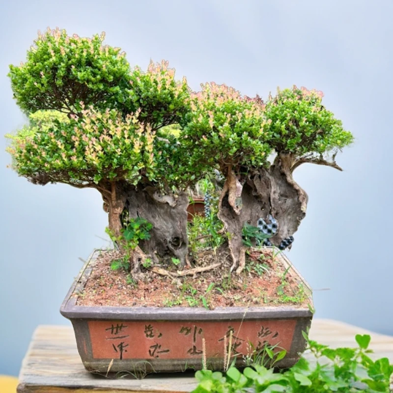 赤楠培育老桩盆景映山红杜鹃花黄荆树