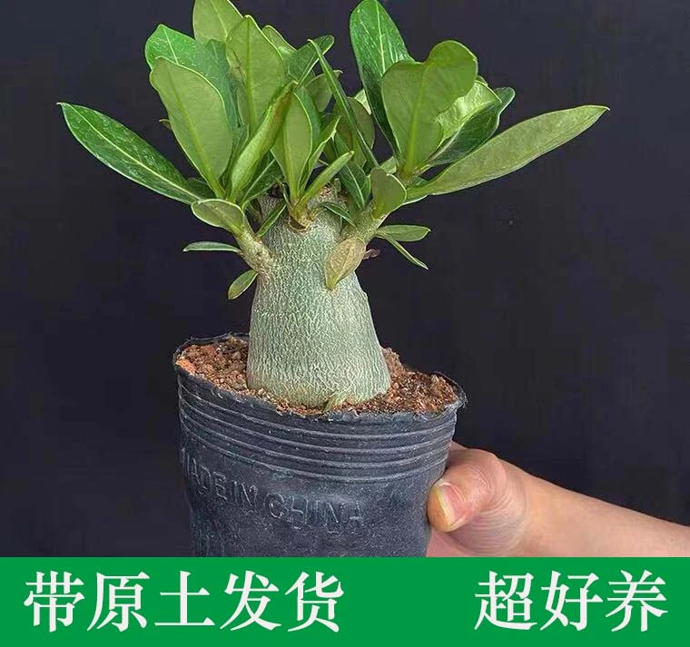 沙漠玫瑰盆栽3年四季开花好养老桩室内阳台花卉耐旱绿植盆景多肉