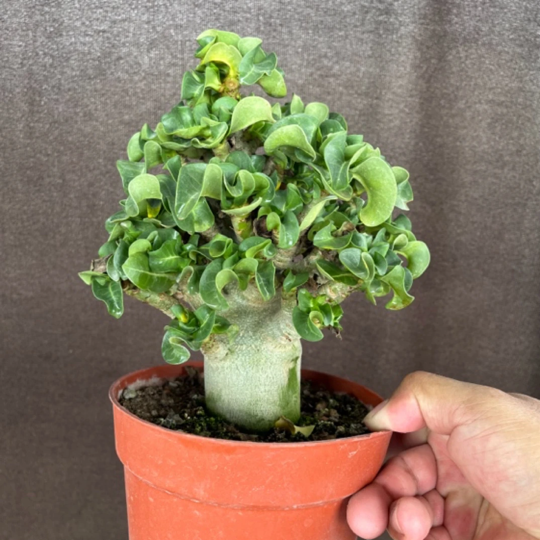 哥斯拉沙漠玫瑰卷叶块根植物盆栽阳台庭院好养耐干旱多肉花卉绿植