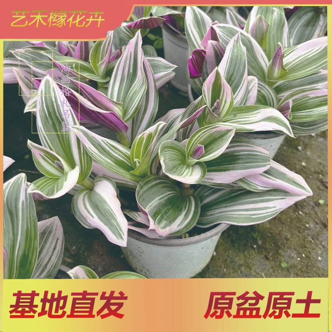 油画婚礼吊兰盆栽办公室垂吊净化空气室内栽培绿植美观春季透气