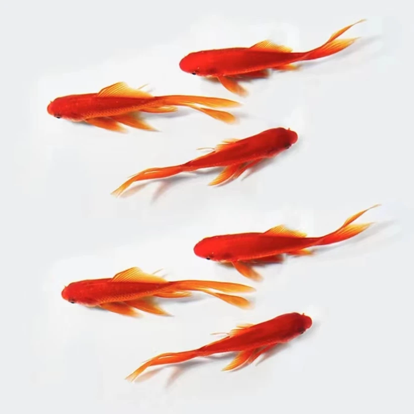 45条精品草金鱼 3-5公分好养耐活温顺 全国包邮包活