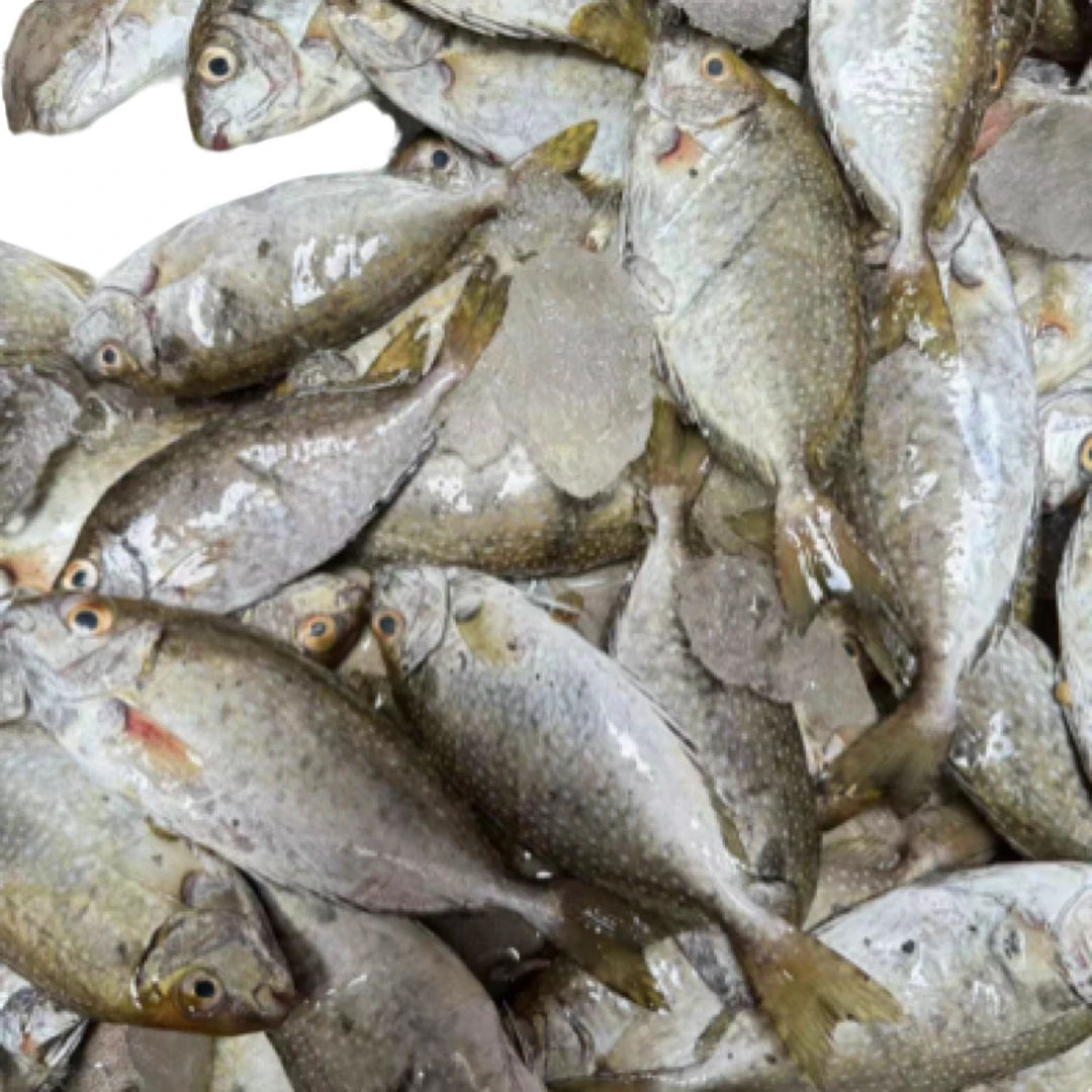 甲子港本港新鲜泥猛鱼帮洗杀真空包装3～5斤装