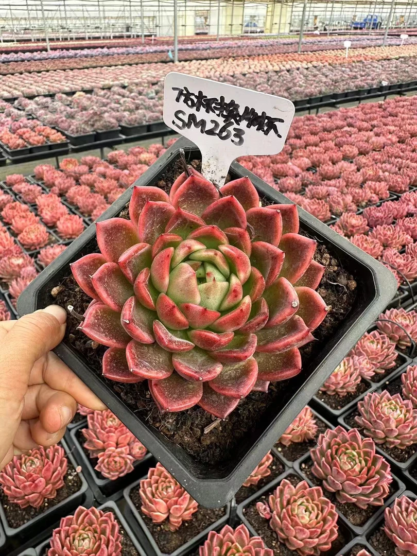 15#快乐崇拜多肉植物  前男友精品多肉SM263