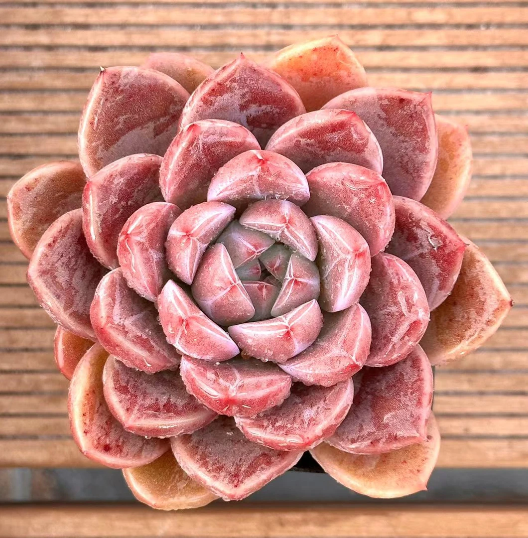 七方杯瑶池单头 前男友精品多肉  SM0182