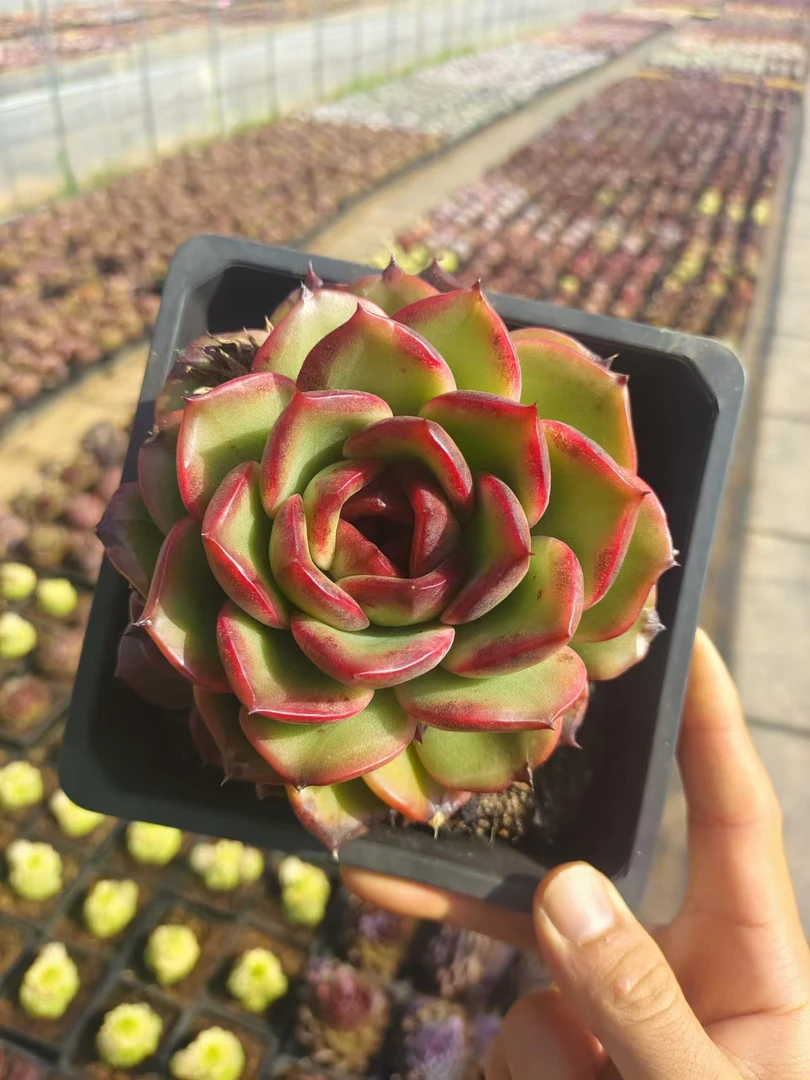 15#玄烟多肉植物  前男友精品多肉