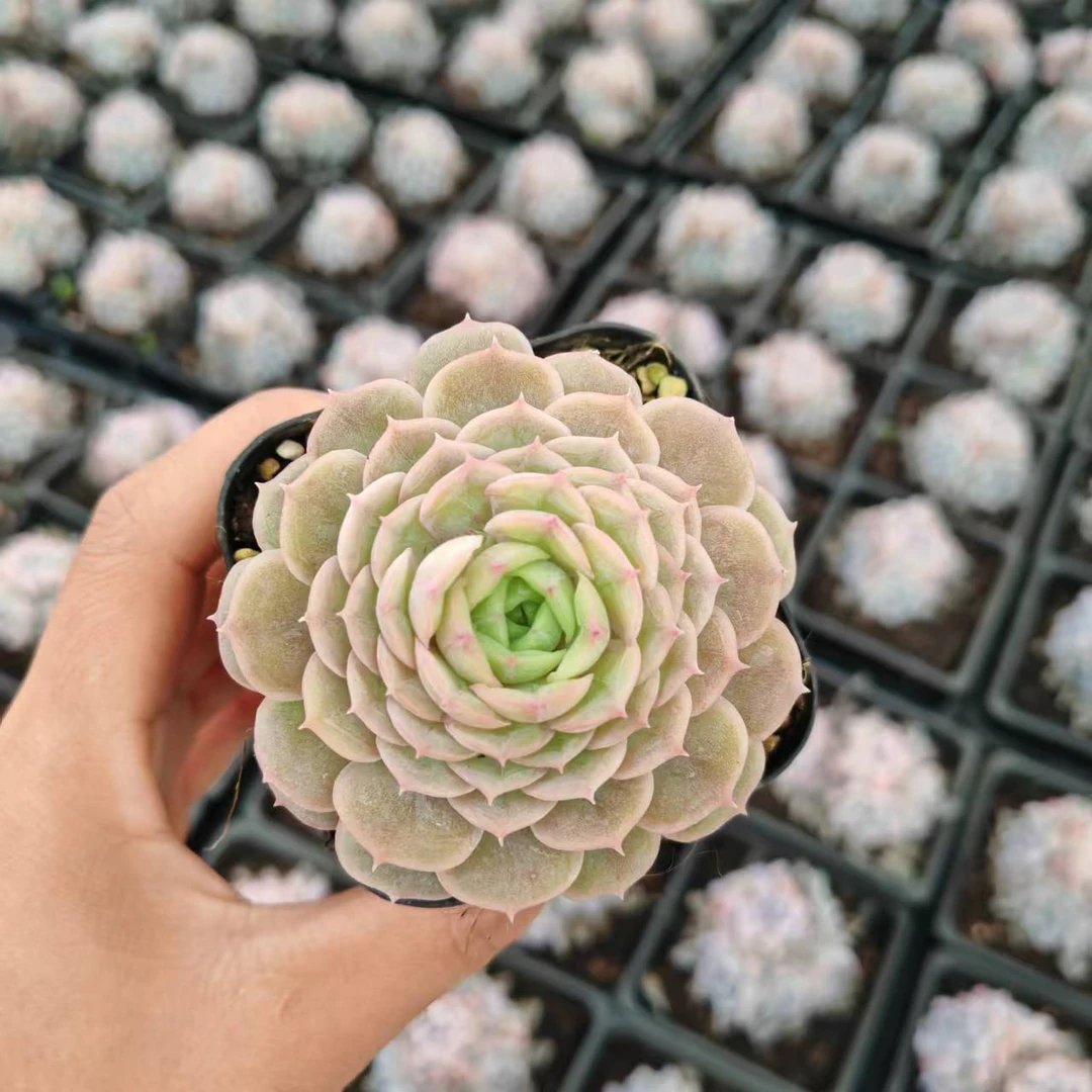 7#玲珑昂斯诺  前男友精品多肉 SM0004