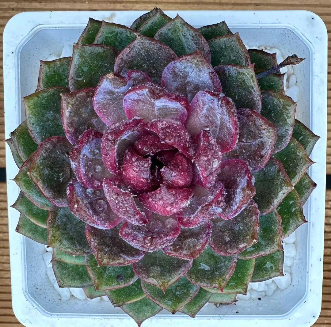 12#蓝莓多肉植物  前男友精品多肉