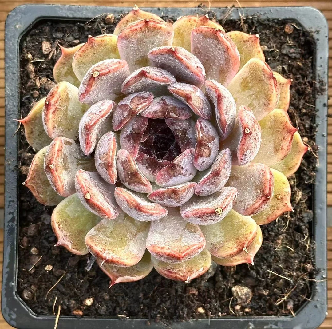 15#天使之眼多肉植物  前男友精品多肉 SM0846