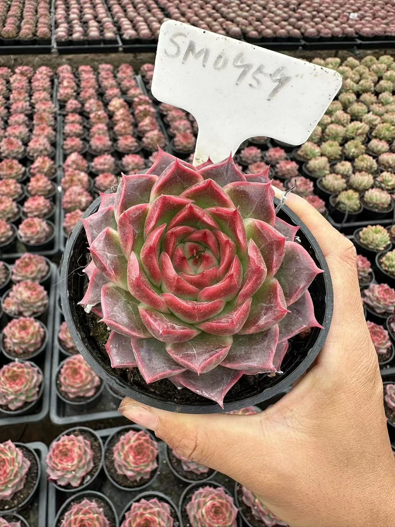 10#青橙多肉植物      前男友精品多肉 SM0959