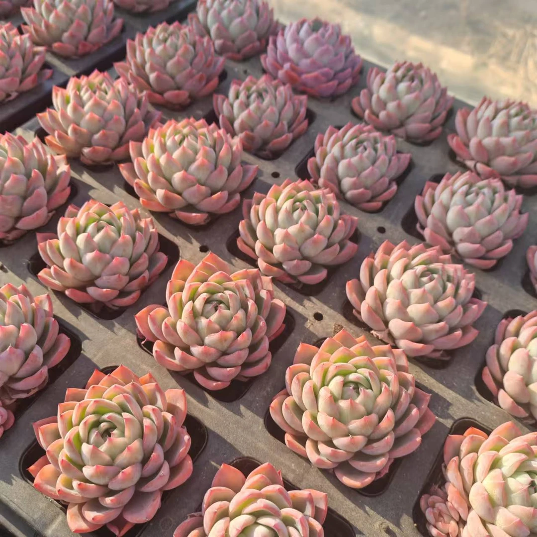 7#晶粹多肉植物     前男友精品多肉 sm0324