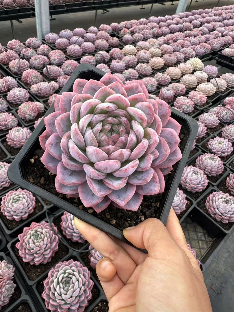 15#胭脂雪多肉植物 前男友精品多肉 SM673 (1)