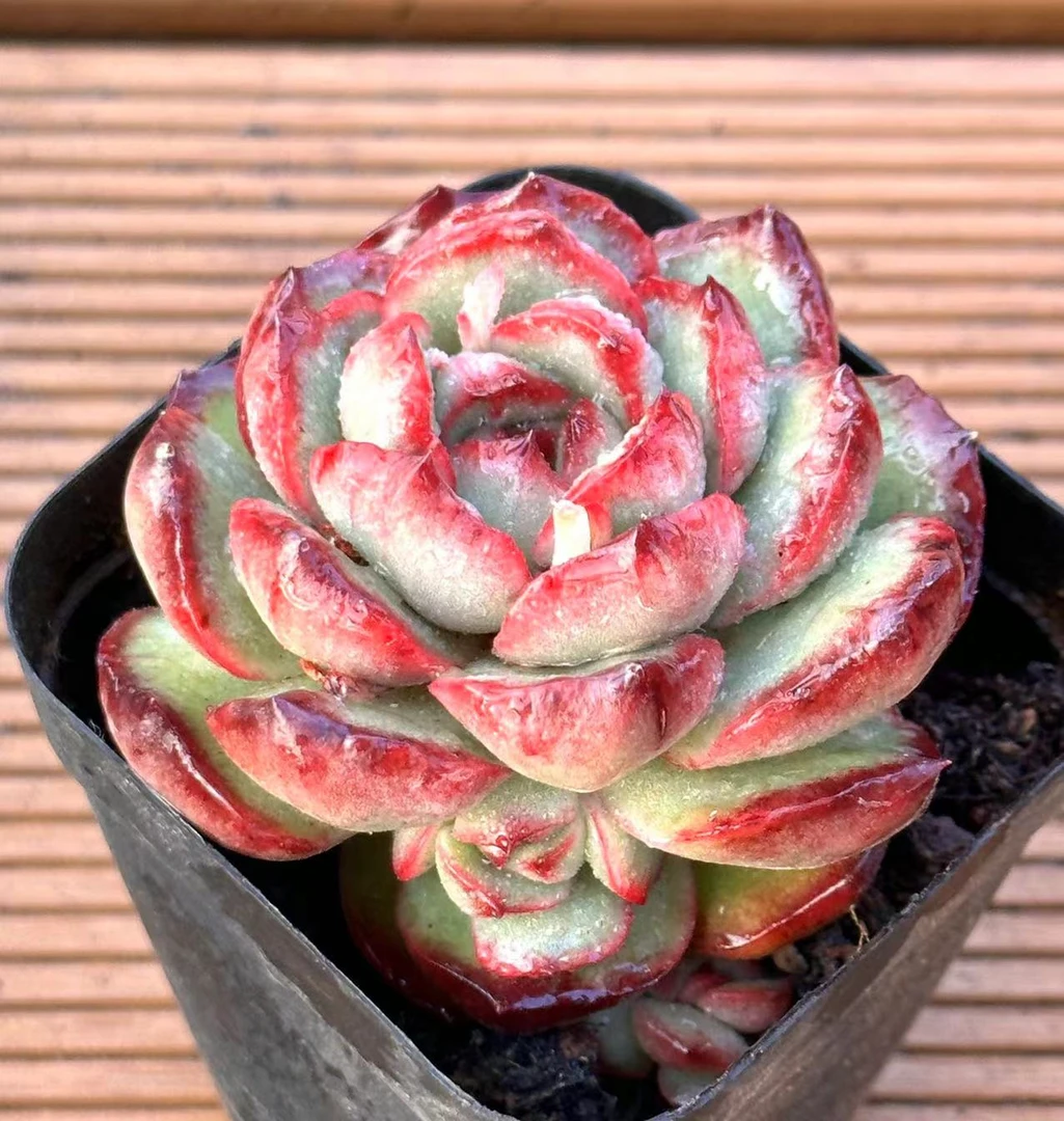 七方杯宝丽安娜石化  前男友精品多肉