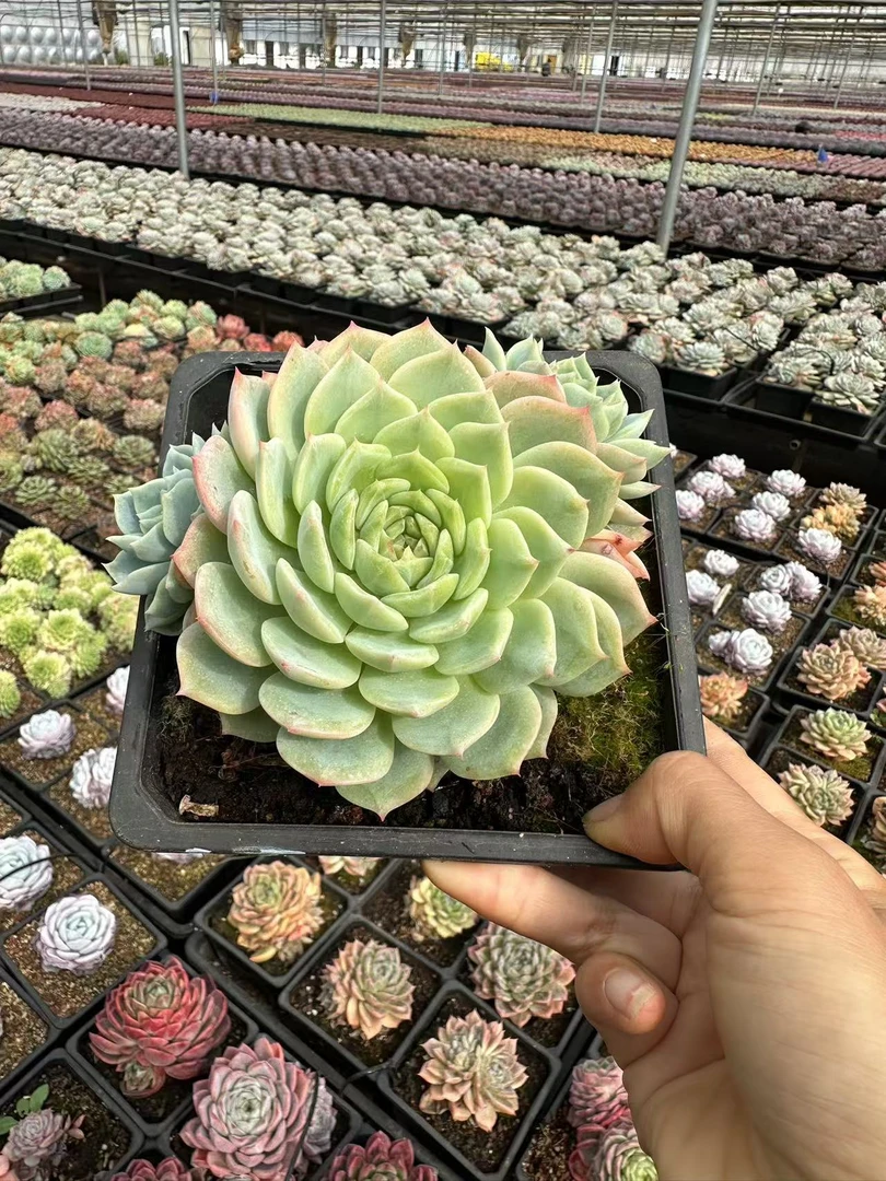 15#兰桂坊多肉植物  前男友精品多肉  SM0622