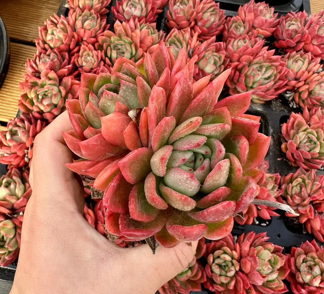 7#朝瑶双头起多肉植物  前男友精品多肉 SM0048