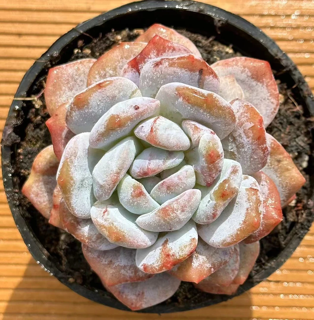 10#橙梦露石化多肉植物  前男友精品多肉