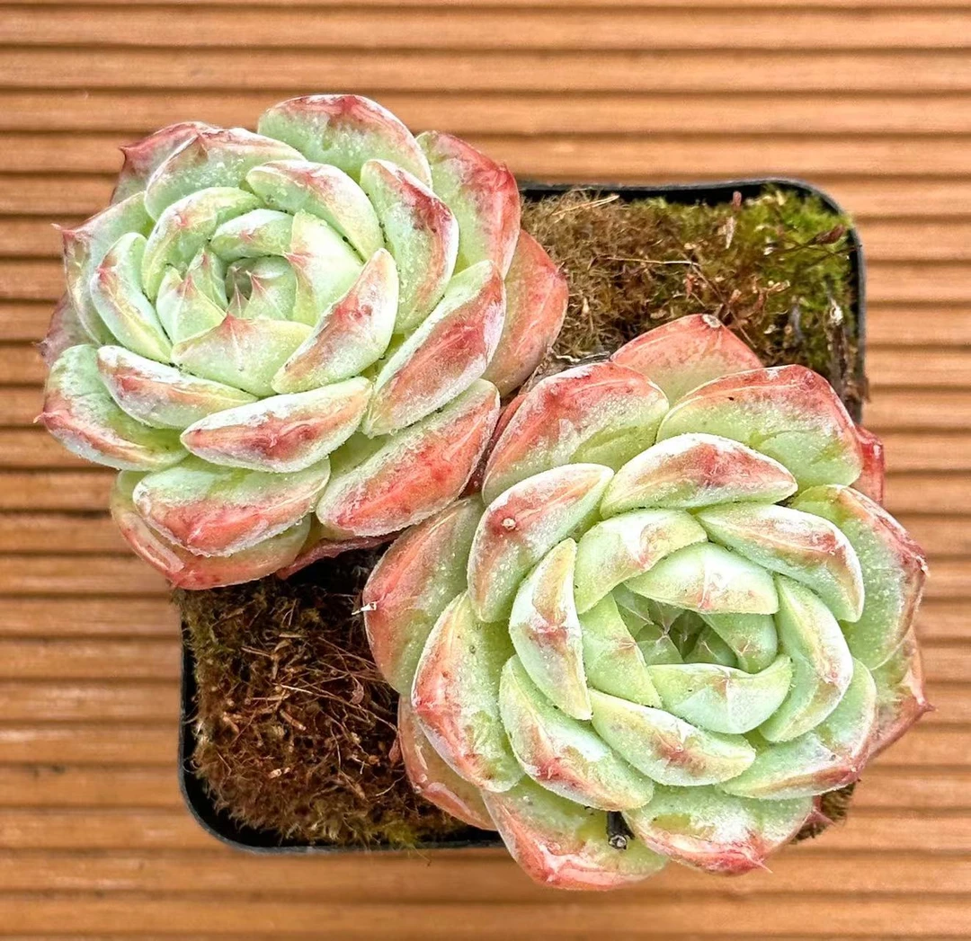 七方杯双头冰美人   前男友精品多肉 SM0535