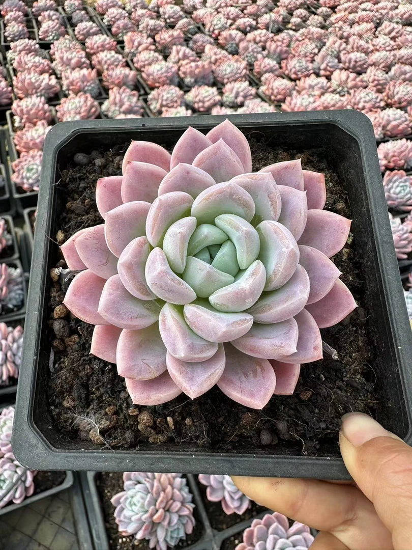 12#贵妃粉冰玉  多肉植物  前男友精品多肉