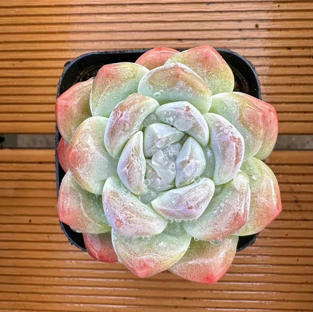 7#冰玉多肉植物      前男友精品多肉