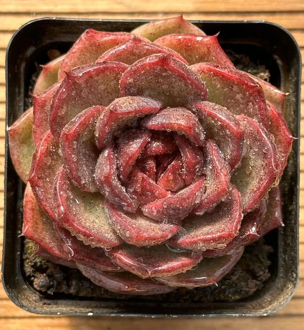 七方杯探戈  前男友精品多肉