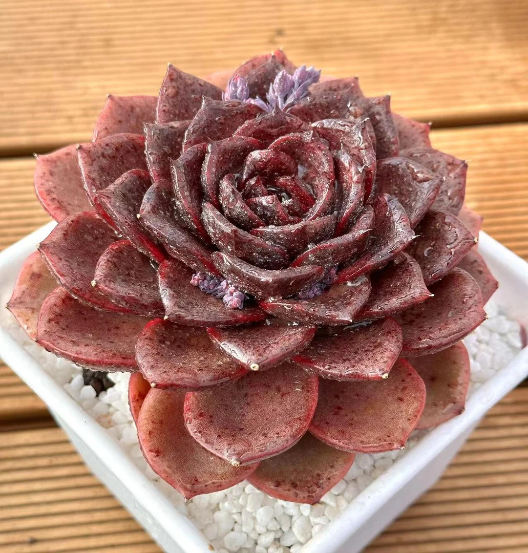 18杯魔术玫瑰  前男友精品多肉
