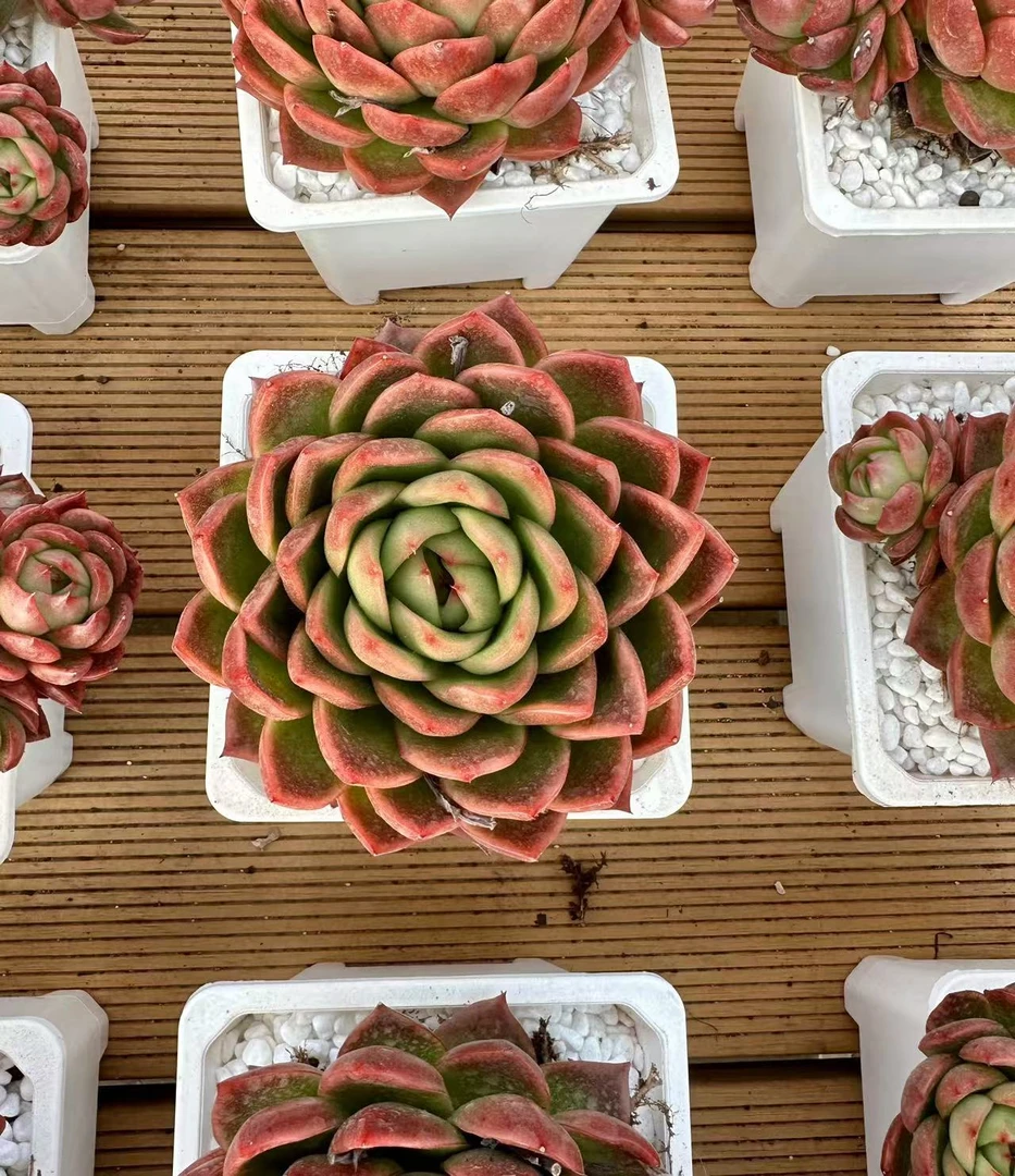 12#莫兰迪  多肉植物  前男友精品多肉