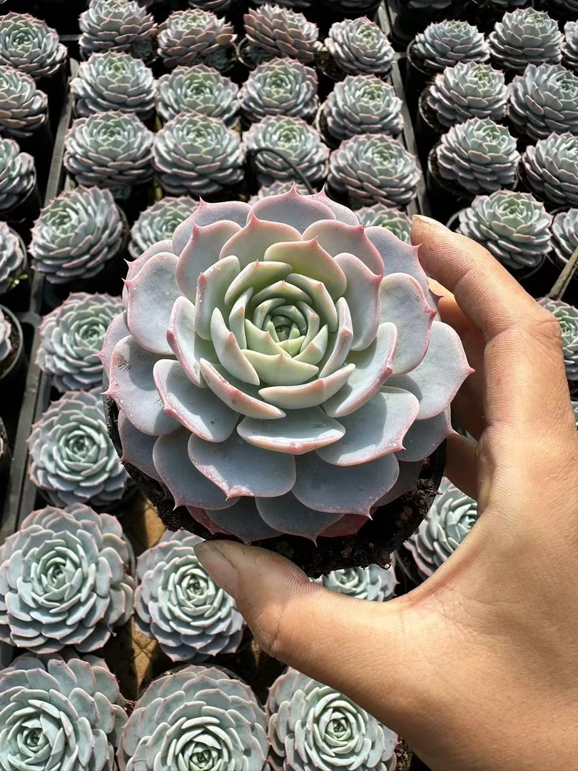 10#爱琴海多肉植物    前男友精品多肉sm0724