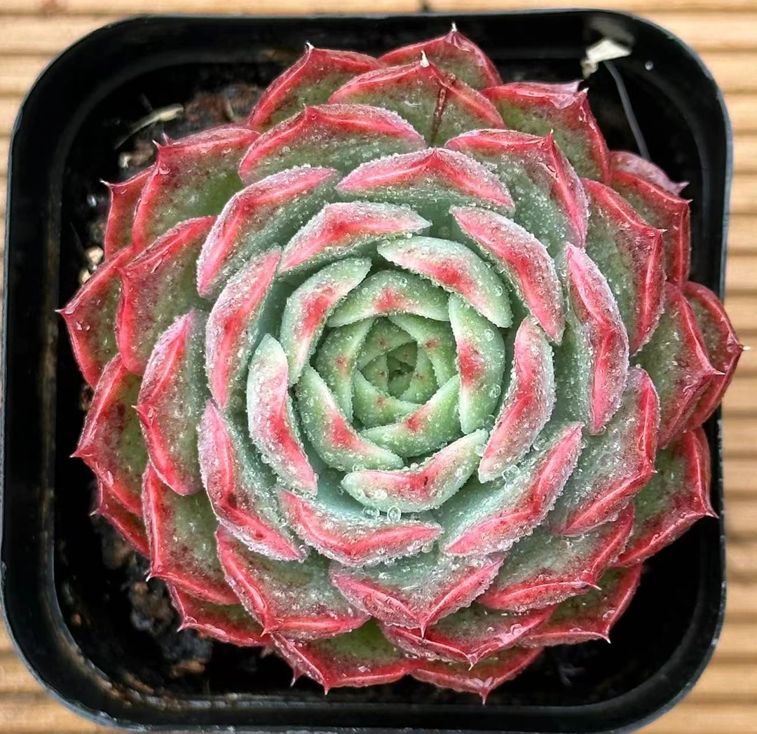 7#红玫多肉植物  前男友精品多肉