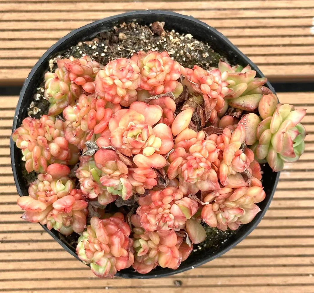 12杯蜡牡丹  前男友精品多肉【不包整】