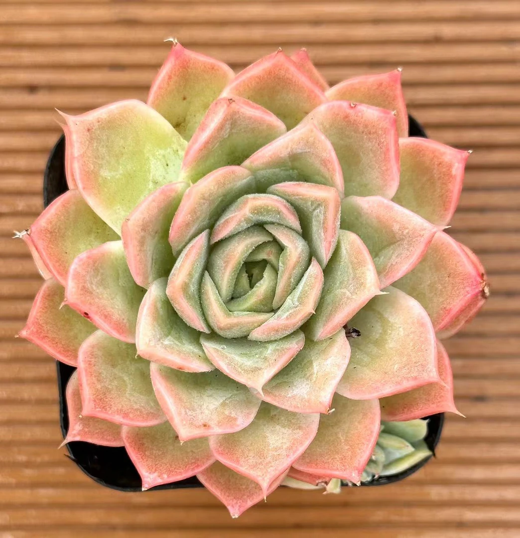 7#福蝶多肉植物  前男友精品多肉 SM392