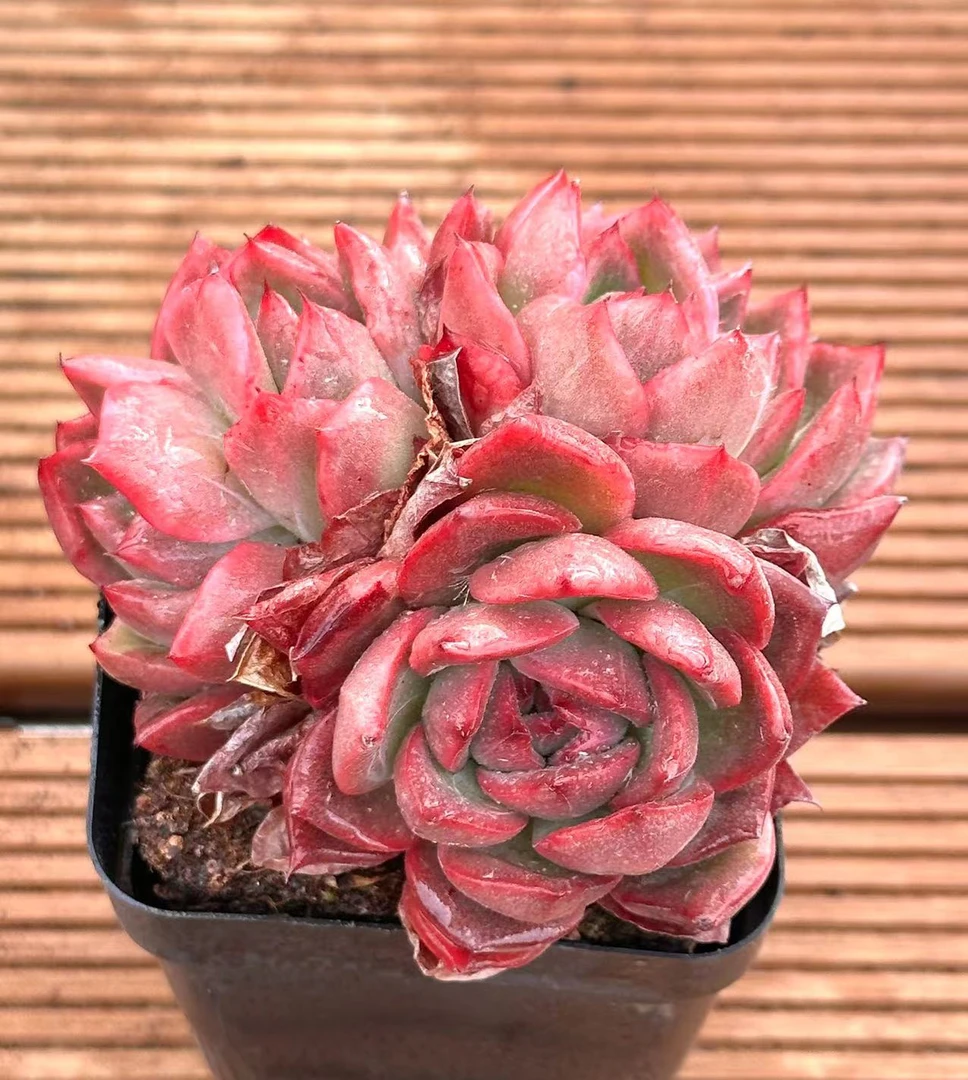 七方杯琉璃玫瑰双头起  前男友精品多肉