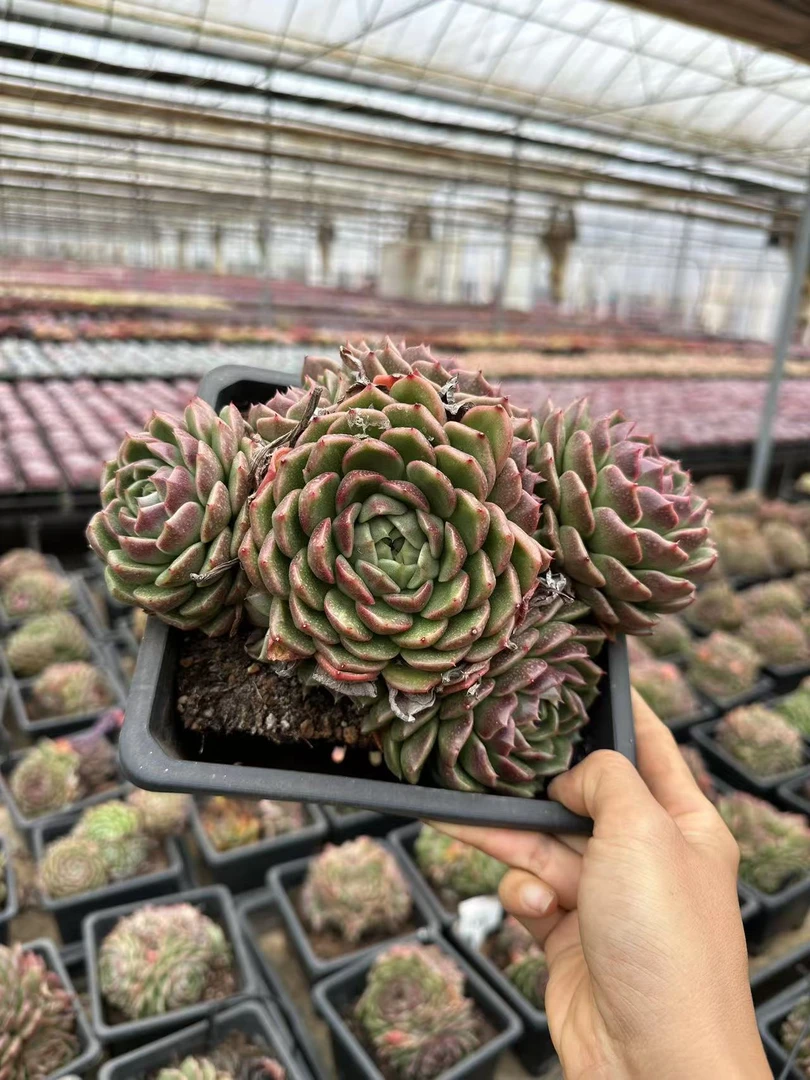 18#玄璃多肉植物  前男友精品多肉